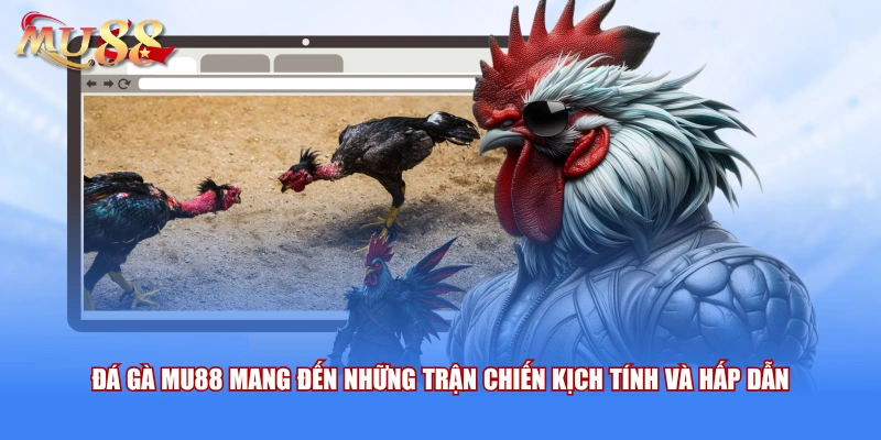 Đá gà MU88 mang đến những trận chiến kịch tính và hấp dẫn