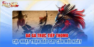 Đá Gà Trực Tiếp Thomo - Cập Nhật Trận Đấu Gay Cấn Mỗi Ngày