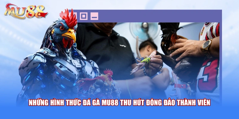 Những hình thức đá gà MU88 thu hút đông đảo thành viên 